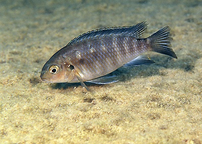 Tropheops sp. 'chinyamwezi' Chinyamwezi Island